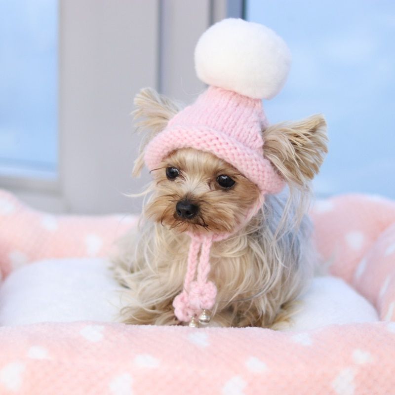 knitted dog hats